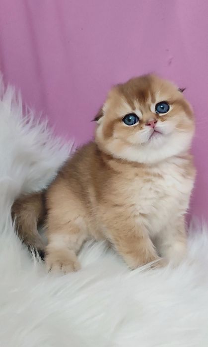 Золотая шиншилла девочки