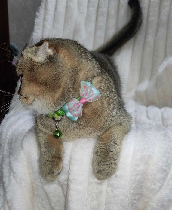 Продается молодая кошечка золотая шиншилла фолд.