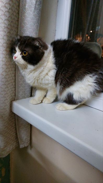 Вислоухая девочка