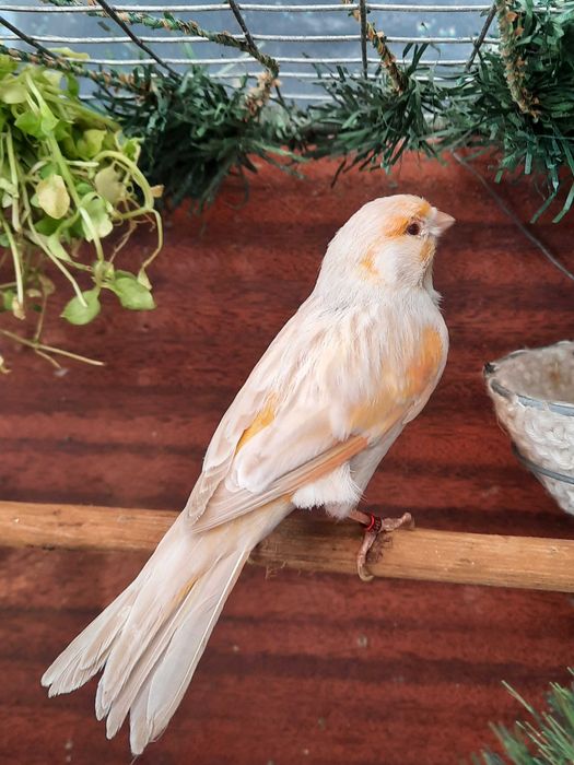 Пара канареек сатинет .