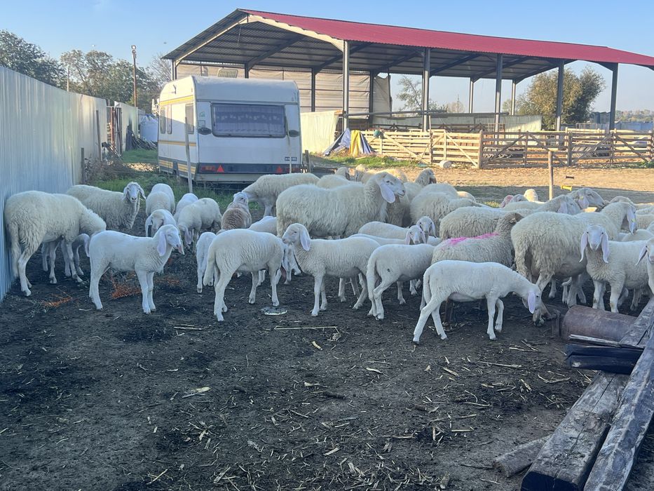 Bergamasca rasa pura