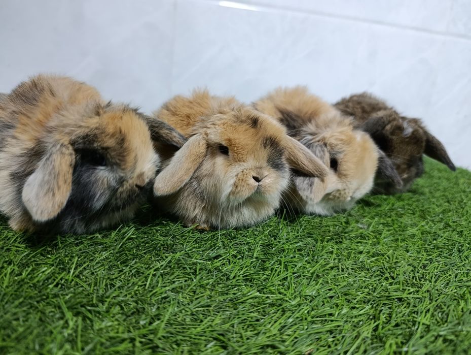 Продается карликовый баран кролики разные цвета