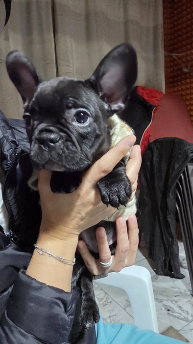 Femela Bulldog Francez