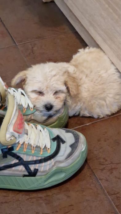 Catelusa Maltipoo 9 saptamani