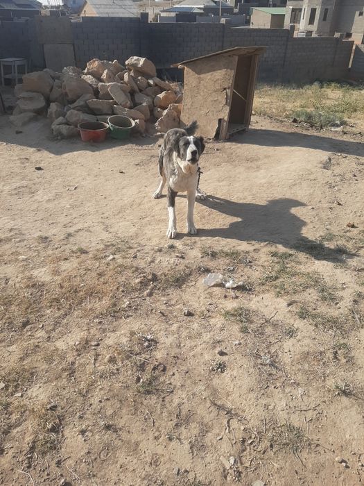 Алабама ит ойнап тұр ит