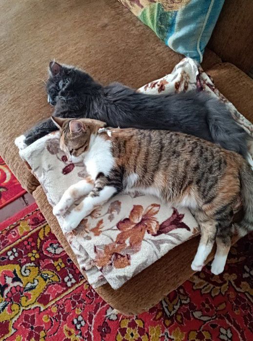 Передержка ваших котиков