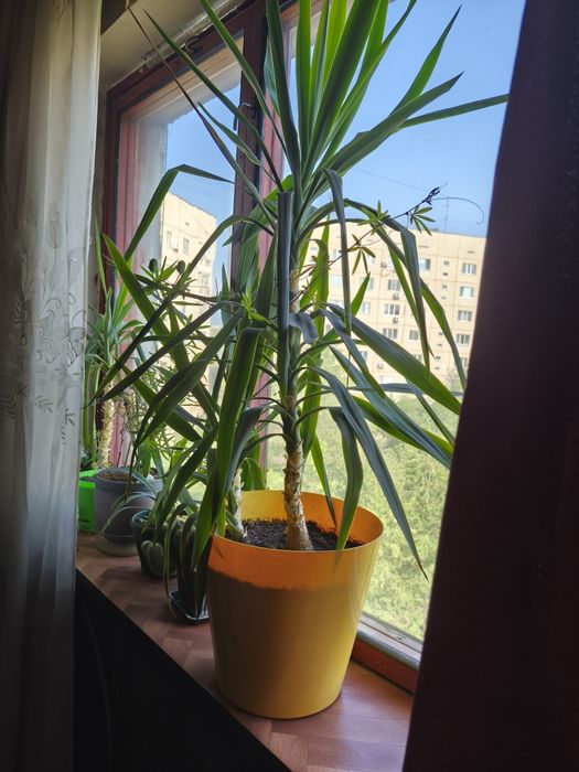 Юкку продам, пальма