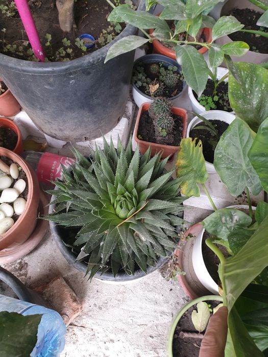 Lămi si plante decorative cufrunze verzi la 1200 lei