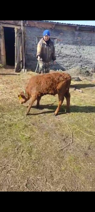 Продам бычка 2 месяца