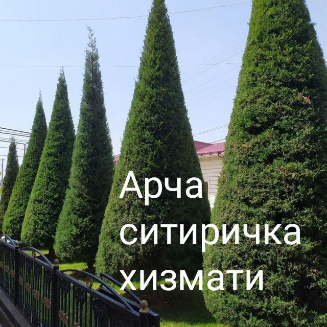 Sadovnik bogbon lanshaft tok darax archa gazon xizmati