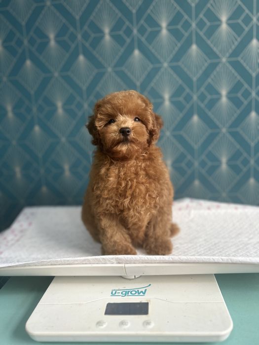 Poodle Toy  ,Caniche rasa pura,Pedigree FCi