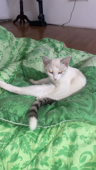 Отдам котенка бесплатно