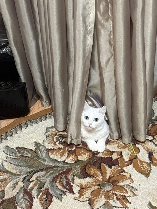 Кошка белая, в добрые руки