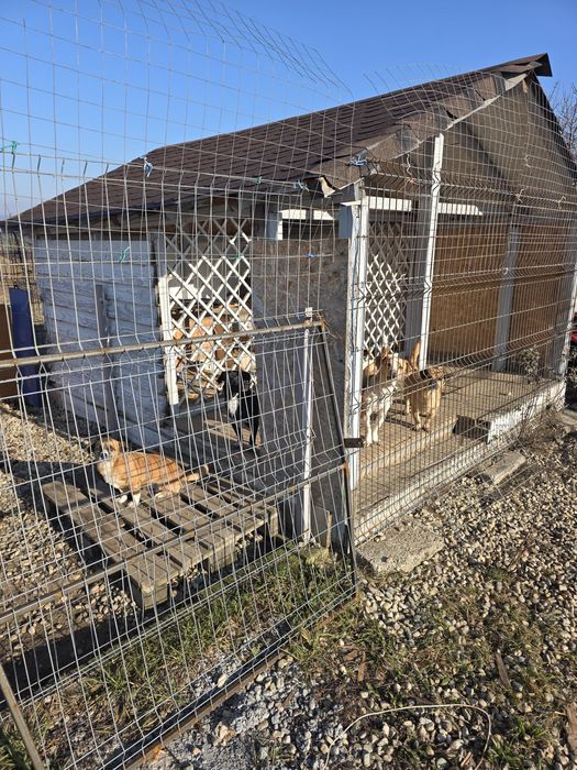 Donez catei de talie mica