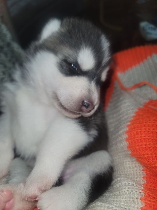 Скоро в продаже родившися 14 февраля хаски