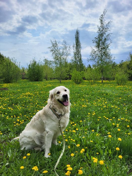 Золотистый ретривер ищет невесту!