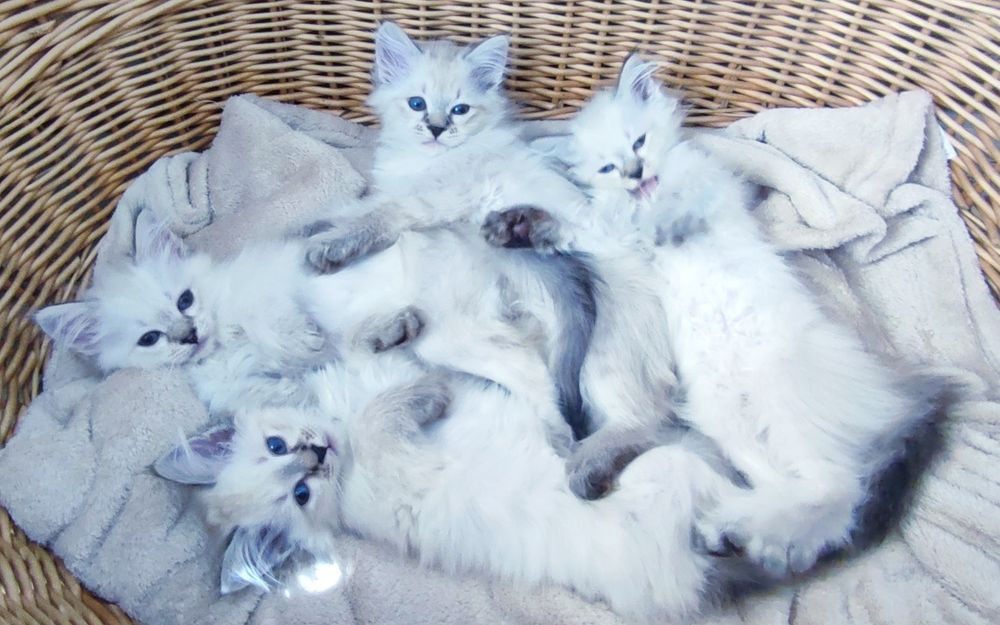 Сибирски котенца Невска маскарадна