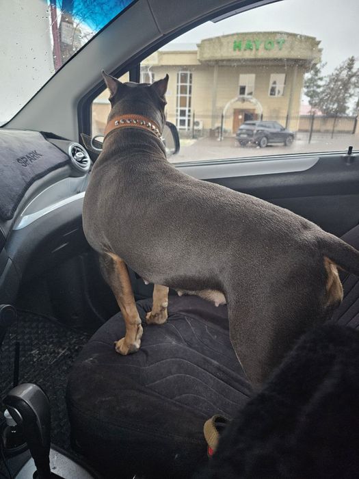 Помогите пропала девочка американский питубельтерьер 2 годаи за 300уе.