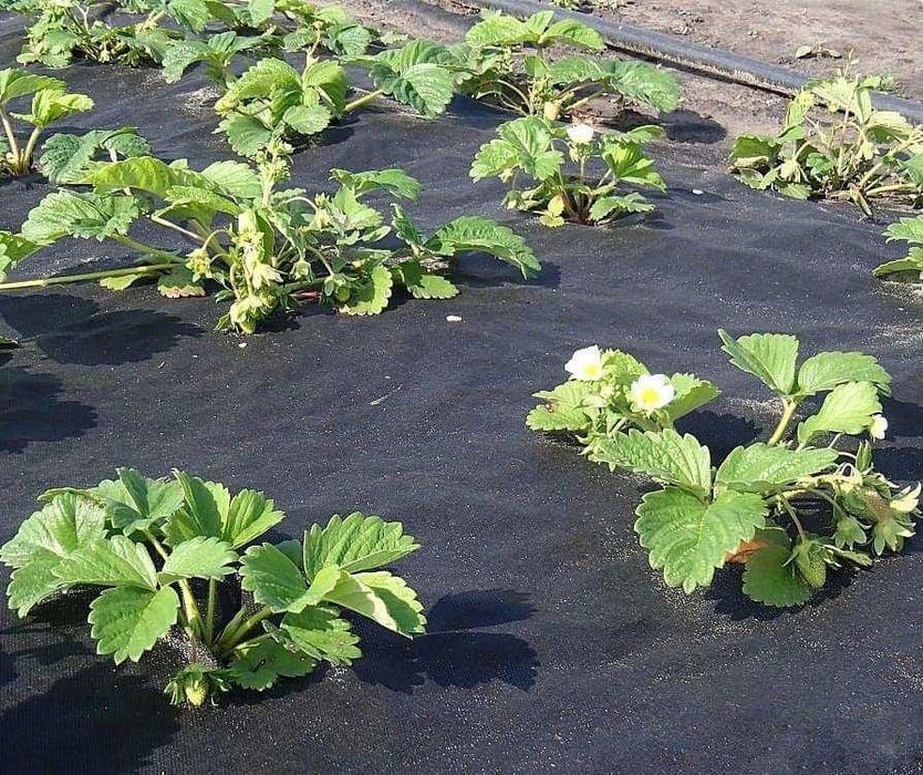 Agrovolokno Mulcha (60 - 80 г/м²) Агроволокно, Мульча