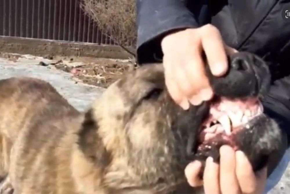 Продам собаку