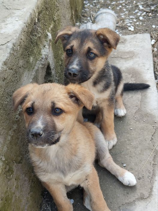 Kuchuk bolasi sotiladi