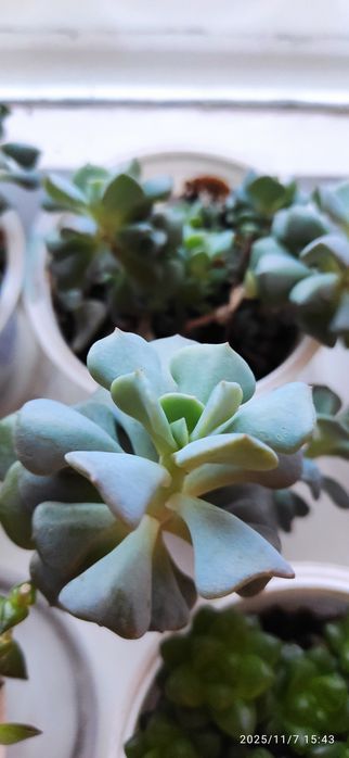 Продам укорененные молодые суккуленты