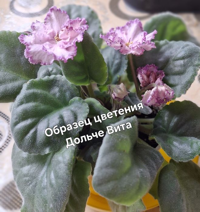 Фиалка сорт Дольче Вита