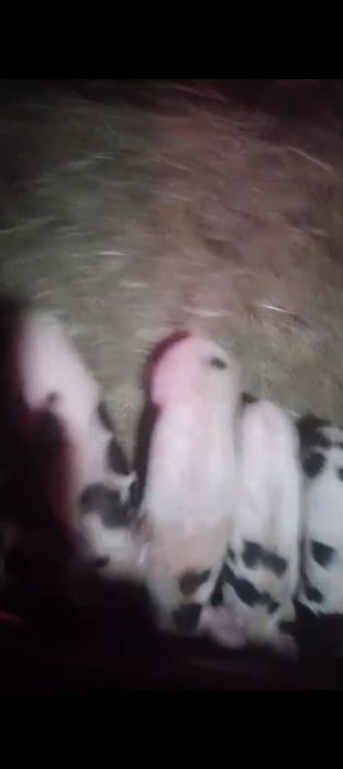Продам поросят месяц+