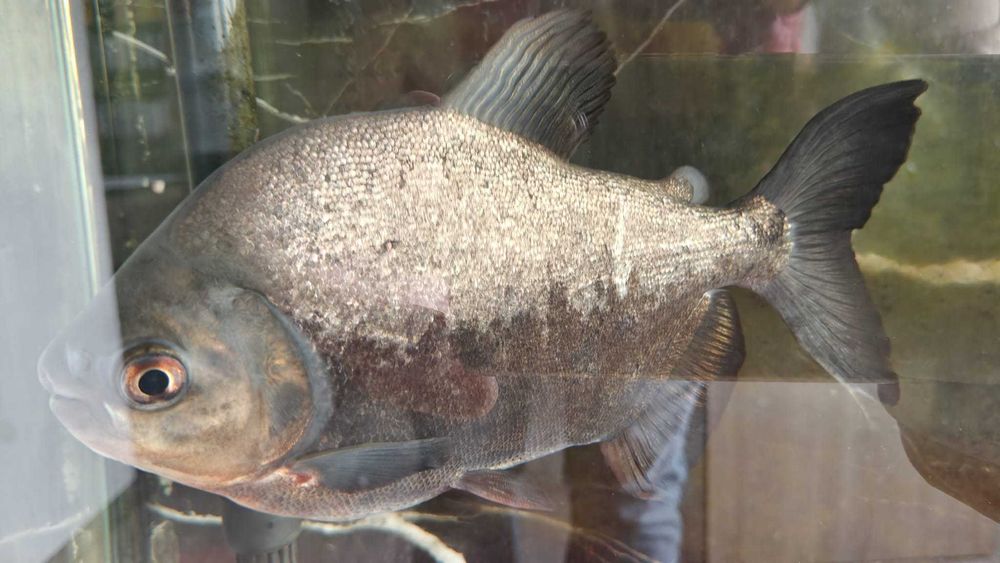 Peste exotic Piranha 25 cm