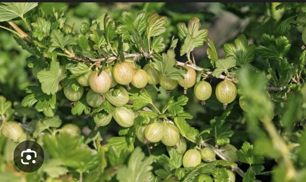 Продам саженцы крыжовника