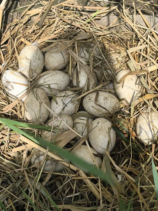 G'ozla sotiladi 1 ta erke 2 ayol Ayola tuxumda