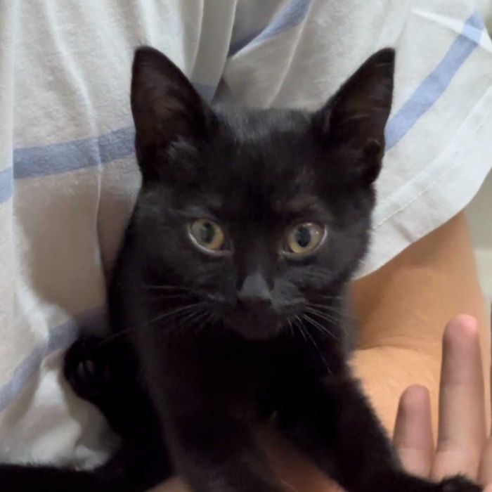 Отдам котенка в хорошие руки