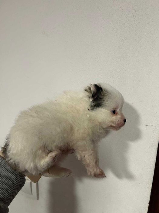 Мини шпиц Померан