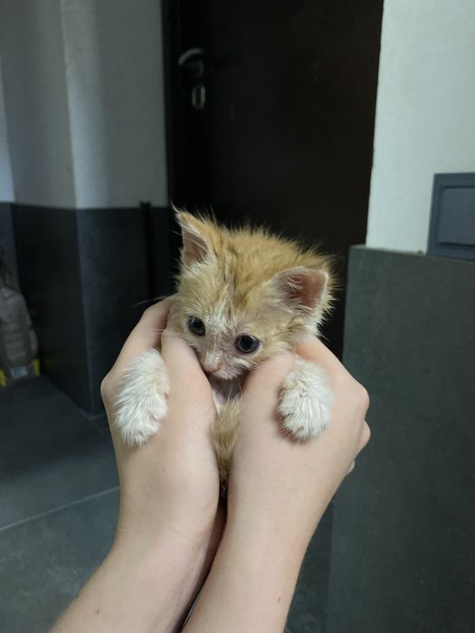 Отдам котенка в добрые руки