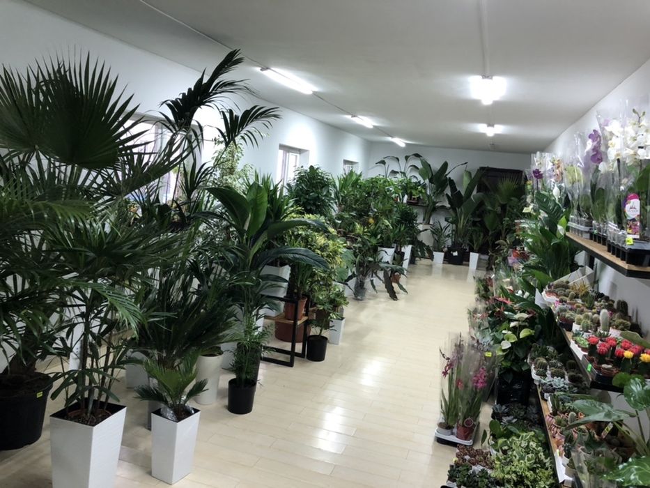 комнатные цветы для вас