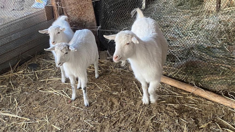 Козы и козлята ..