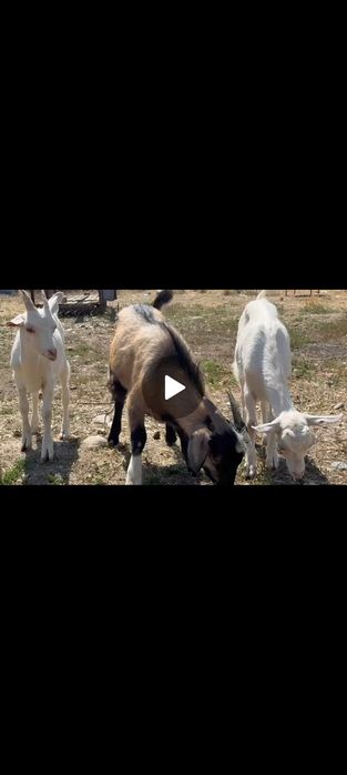 Ешкі занин бес айлык