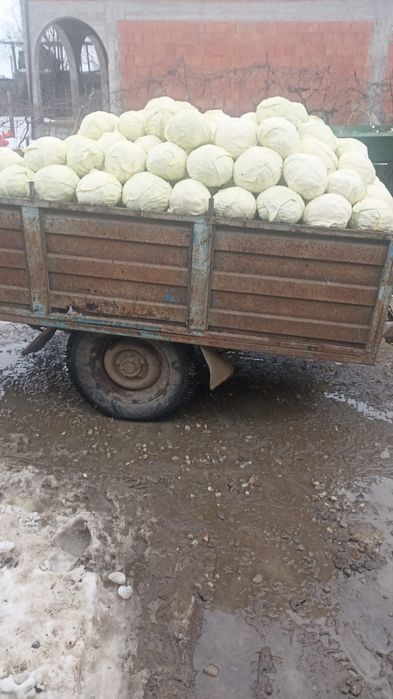 Vând varza curatata  aproximativ 3 tone