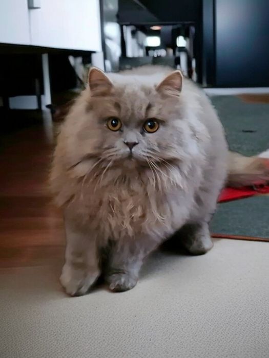 Motan British Longhair