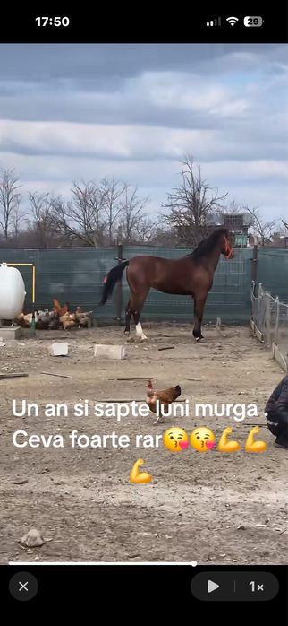 Iapa , Noatina - linie deosebita , viitor excelent .