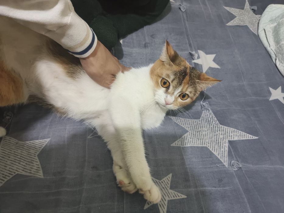 Mushuk sotiladi Zoti shinshila