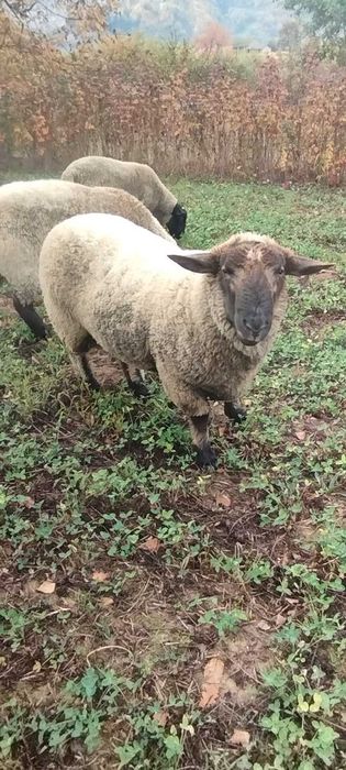 Suffolk schimb berbec