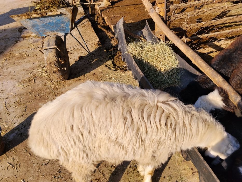 Qoʻchqor sotiladi  4500million