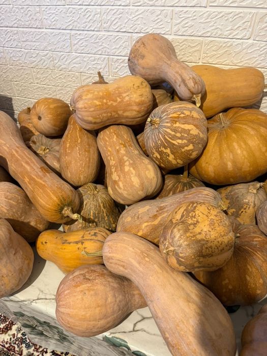 Продам тыкву мантницу