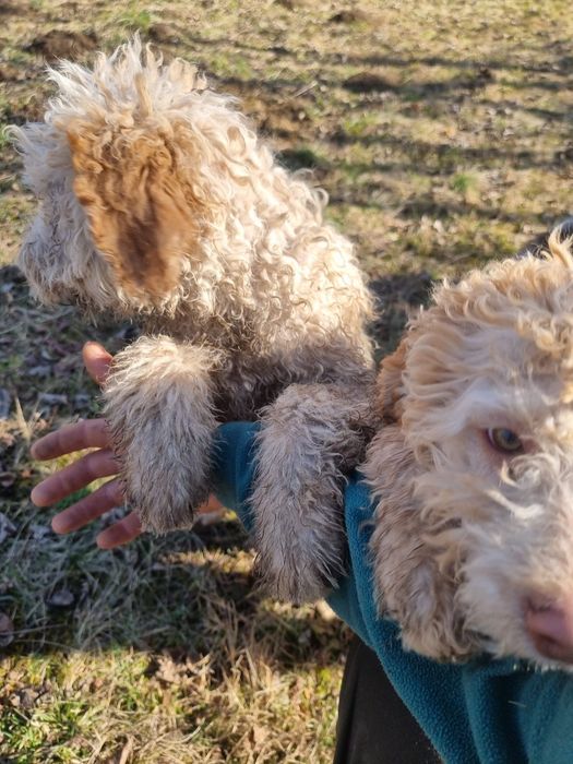 Lagotto își caută stăpân