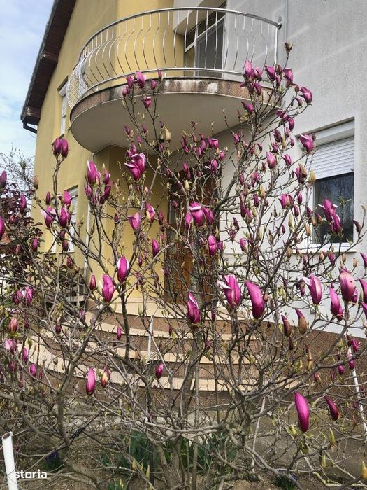 Vila moderna in Cicir, jud Arad