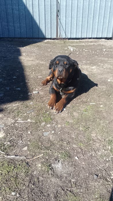 Продам щенят ротвейлера