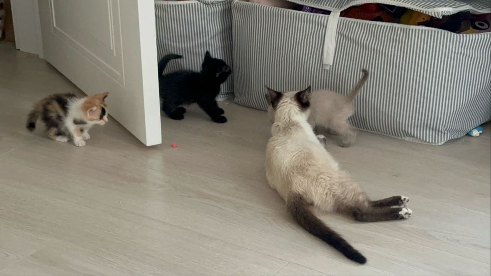 Кошка и котята. Отдам в хорошие руки