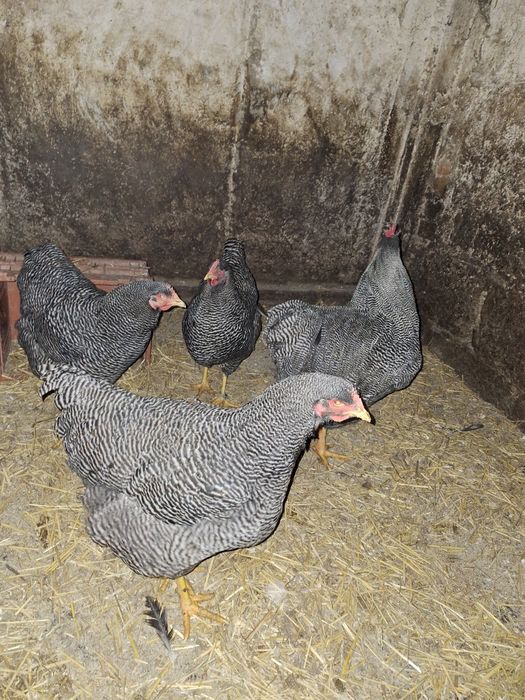 Oua găini Australop Plymouth silver și Plymouth rock barat