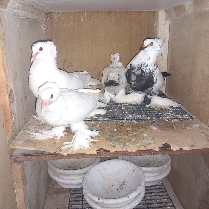 Voliera 2 compartimente porumbei uriasi maghiari